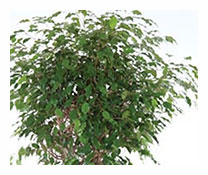 Ficus Benjamin Örgülü 