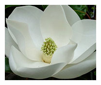 Magnolia Grandiflora  