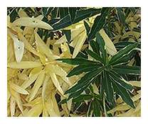 Nerium Oleander Variegata