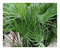 Chamaerops Humilis