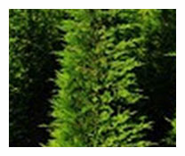 Cupressocyparis Leylandii