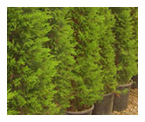 Cupressoparis Macrocarpa Goldcrest