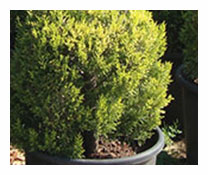 Cupressoparis Macrocarpa Goldcrest