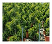 Cupressus Macrocarpa Spiral