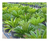 Cycas Revoluta 2