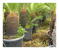 Cycas Revoluta 3