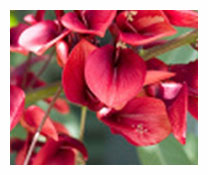 Eritrina Crista Galli   