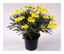 Euryops Pectinatus   