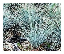 Festuca Glauca  