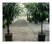 Ficus Ali 