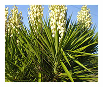 Ficus Benjamin Starlight