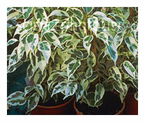 ficus benjamin starlight