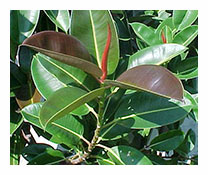Ficus Elestica 