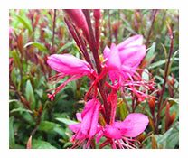 Gaura Lindheimeri