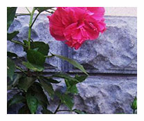 Hibiscus Rosa Sinensis