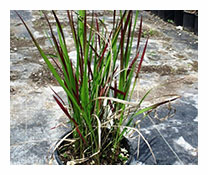 İmperata Cylindrica