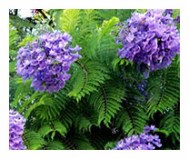 Jacaranda Mimosifolia