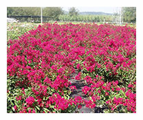 Lagerstroemia İndica