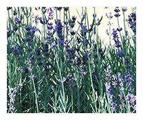 Lavandula Officinalis 