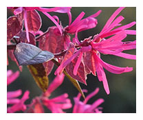 Loropetalum chinense f. Rubrum  
