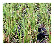 Miscanthus Chinensis