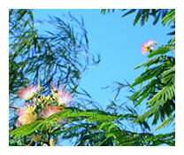 Albizia Julibrissin