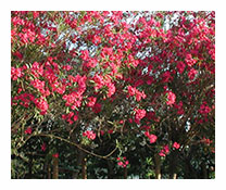 Nerium Oleander Tige