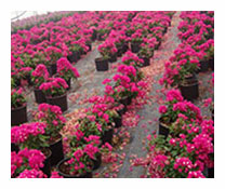 Bougainvillea Glabra Deep Purple